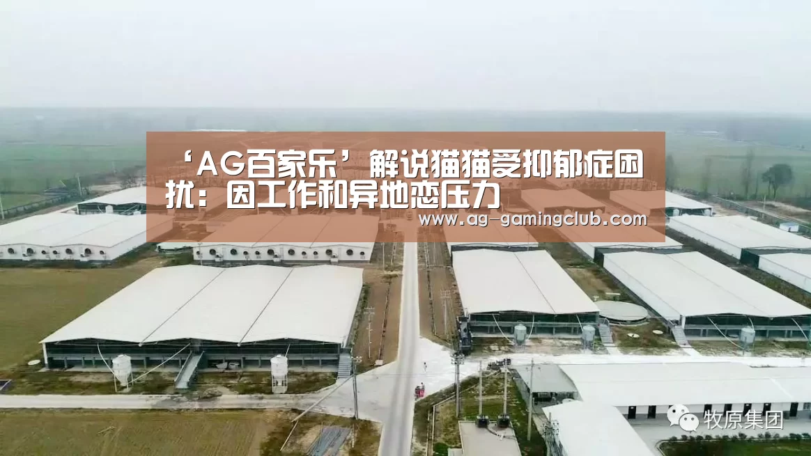 ‘AG百家乐’解说猫猫受抑郁症困扰:因工作和异地恋压力(图3) AG真人