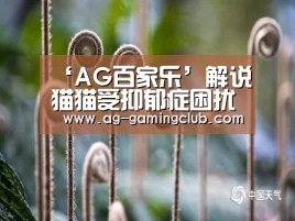 ‘AG百家乐’解说猫猫受抑郁症困扰:因工作和异地恋压力(图4) AG百家乐